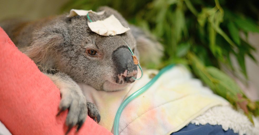 Koala Conservation Wildlife Warriors