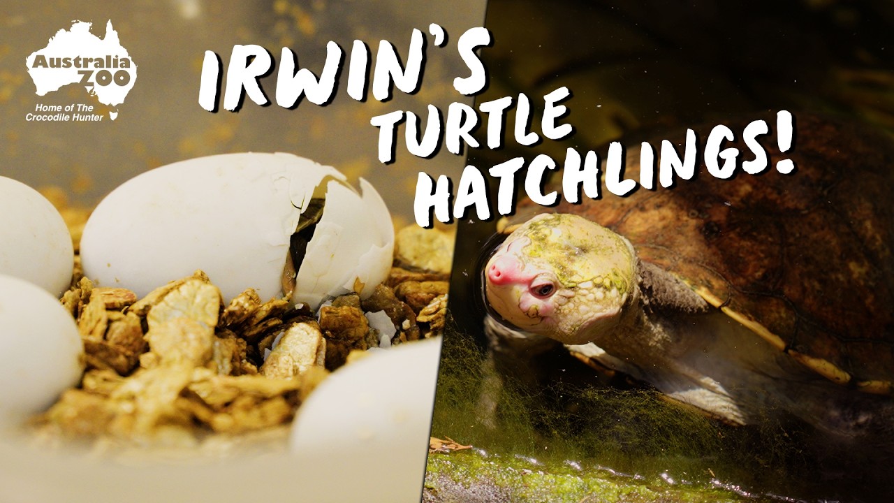 Irwin's Turtle Hatchlings