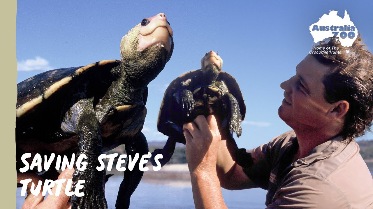 Saving Steve Irwin's turtle