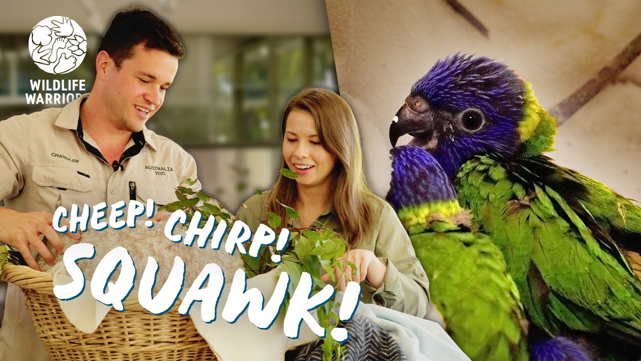 Bindi and Chandler Visit Australia Zoo Wildlife Hospital Noisiest Patients!