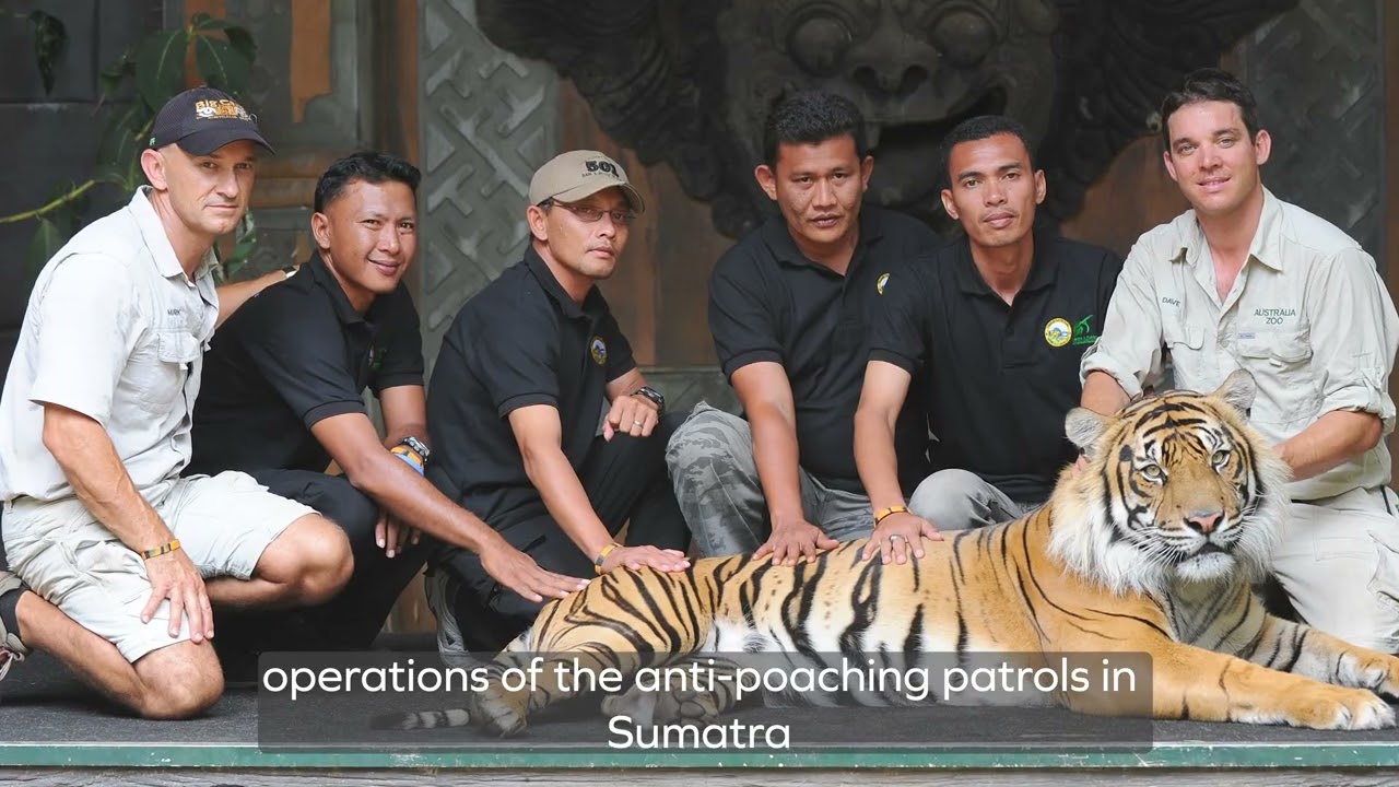 Wildlife Warriors Sumatran Tiger Conservation