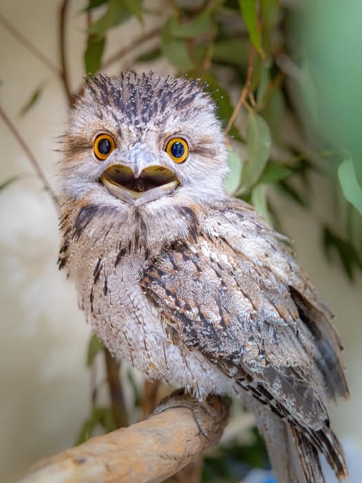 Australia Zoo Wildlife Hospital Patient - Tim the Tawny Frogmouth